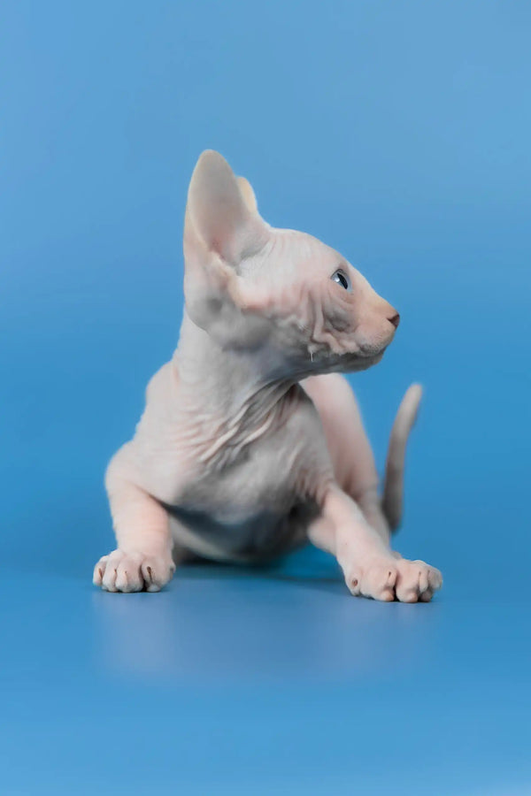Cleo | canadian sphynx kitten