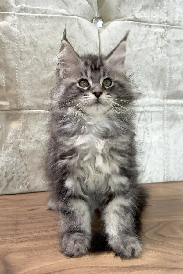 Cleo | maine coon kitten