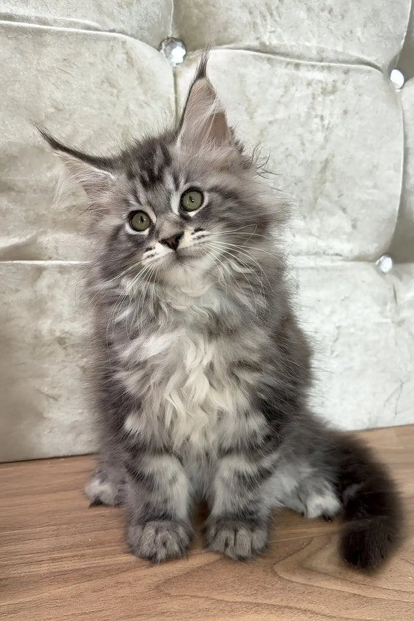 Cleo | maine coon kitten