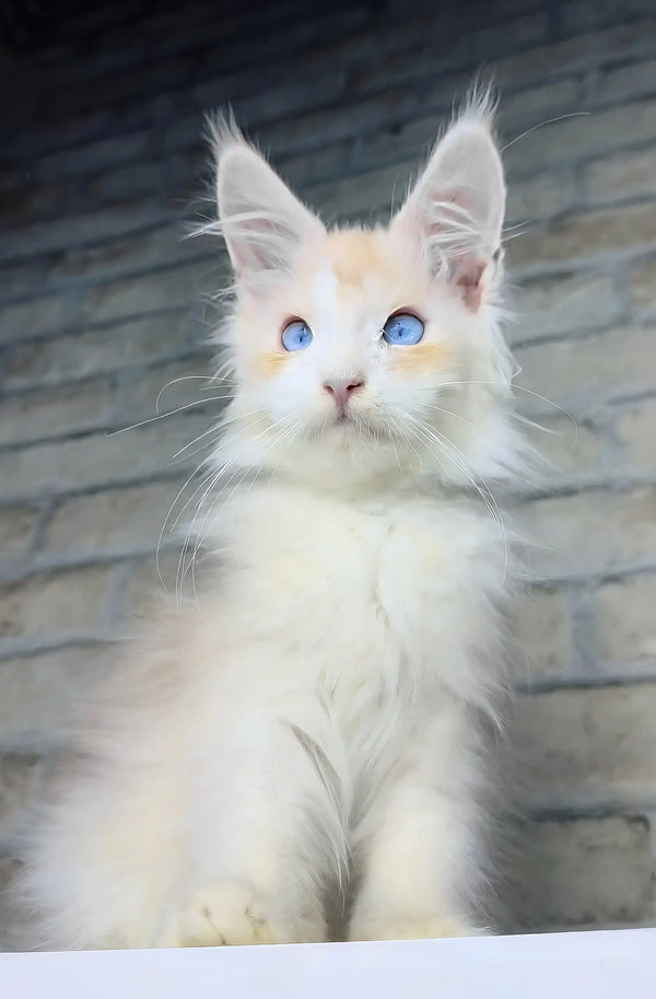 Cleo | maine coon kitten