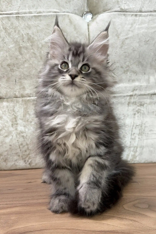 Cleo | maine coon kitten