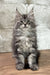 Cleo | maine coon kitten