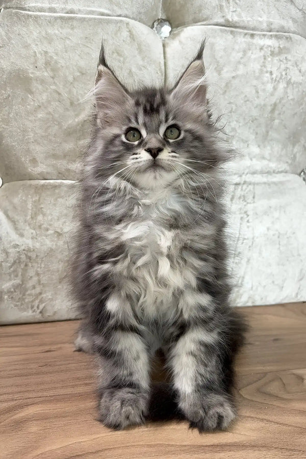 Cleo | maine coon kitten