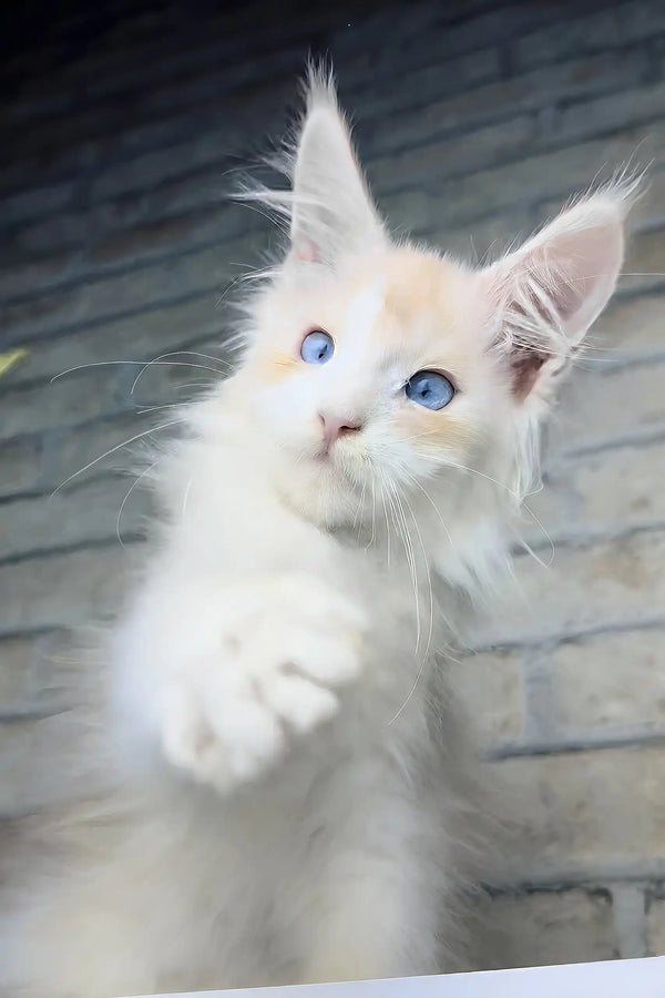 Cleo | maine coon kitten