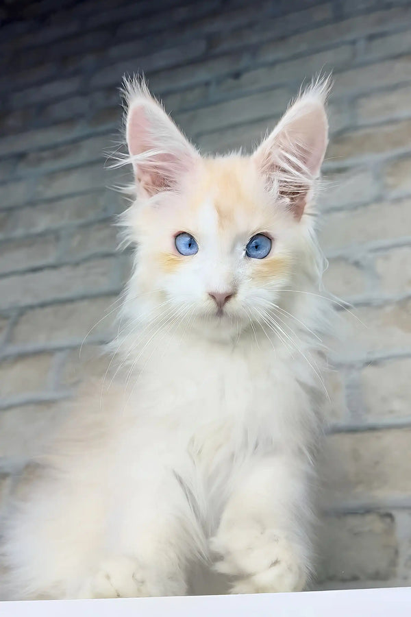 Cleo | maine coon kitten