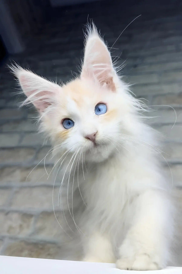 Cleo | maine coon kitten