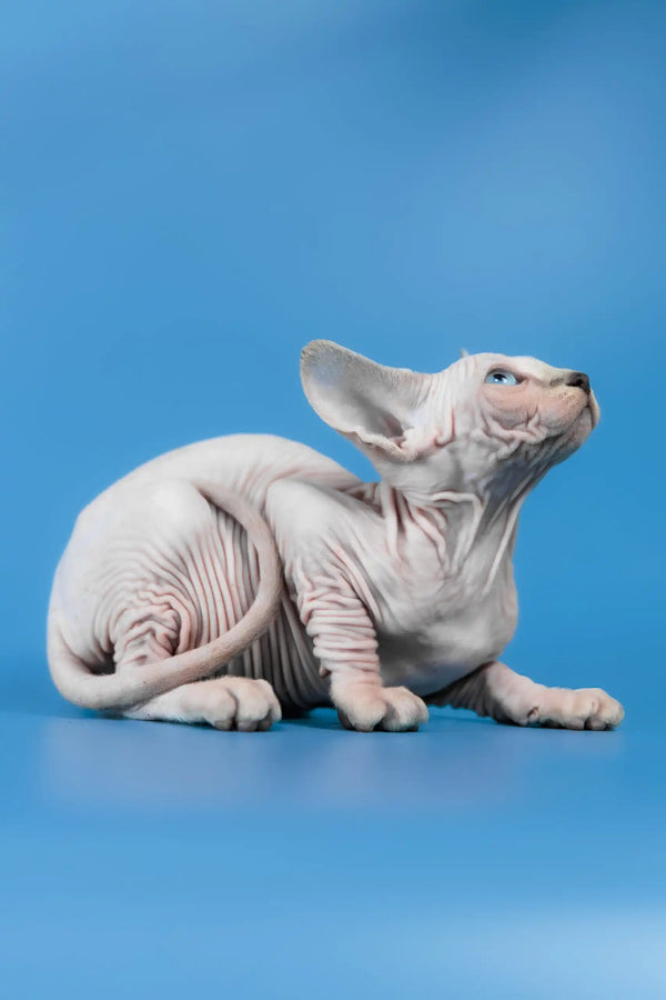 Cleopatra | canadian sphynx kitten
