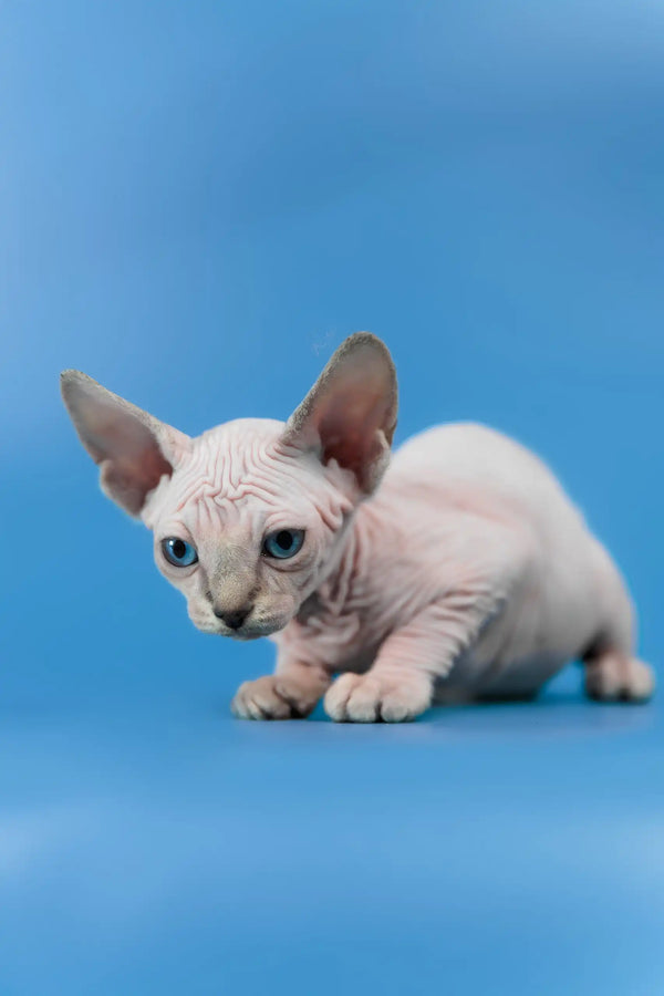 Cleopatra | canadian sphynx kitten