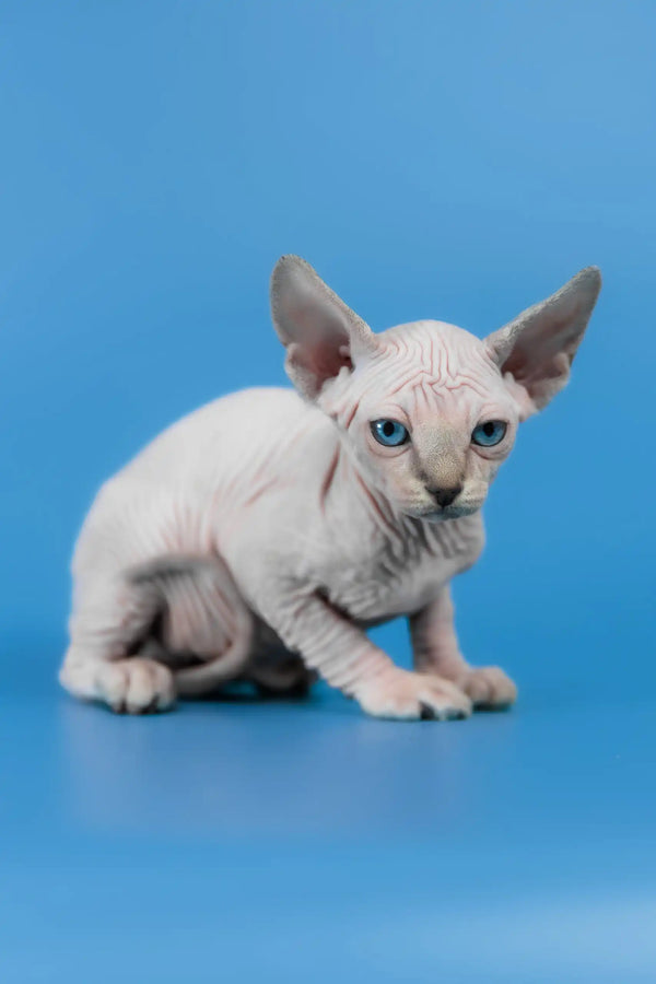 Cleopatra | canadian sphynx kitten