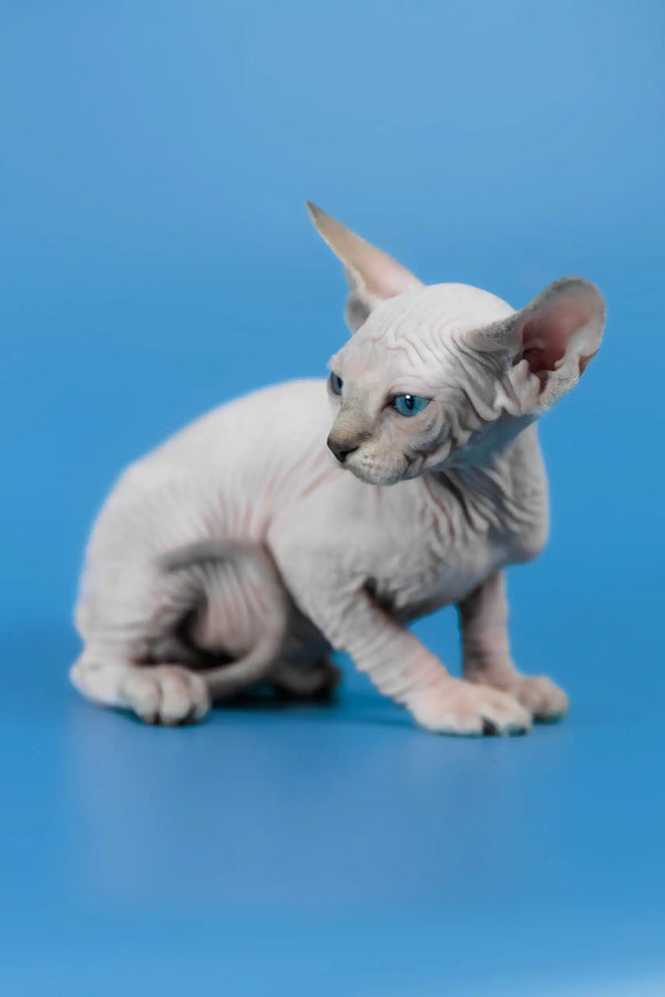 Cleopatra | canadian sphynx kitten