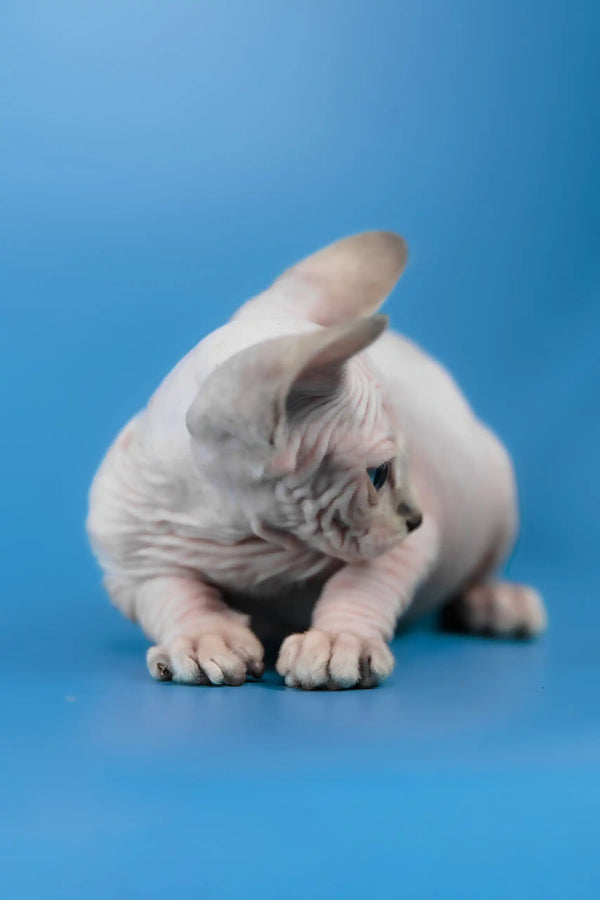 Cleopatra | canadian sphynx kitten