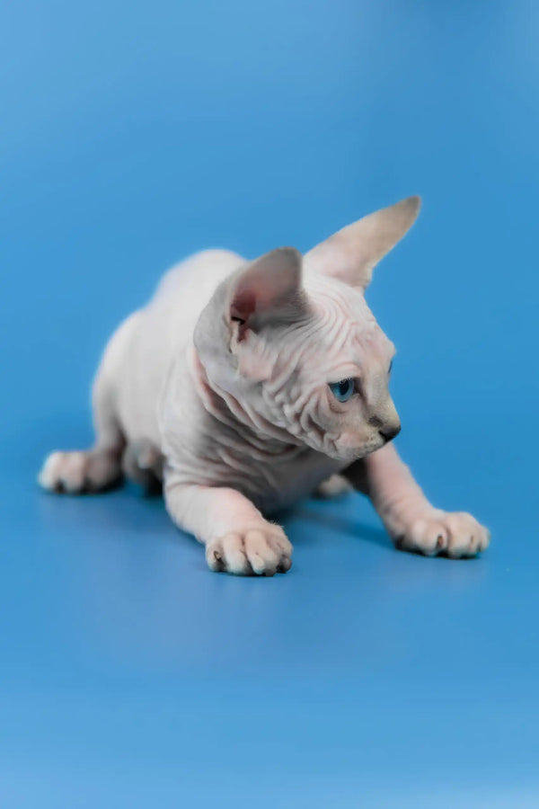 Cleopatra | canadian sphynx kitten