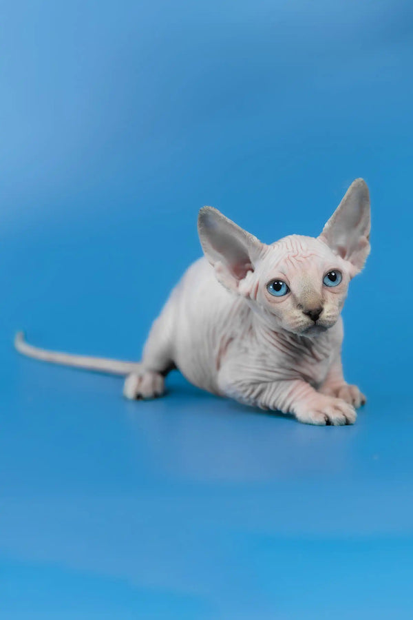Cleopatra | canadian sphynx kitten