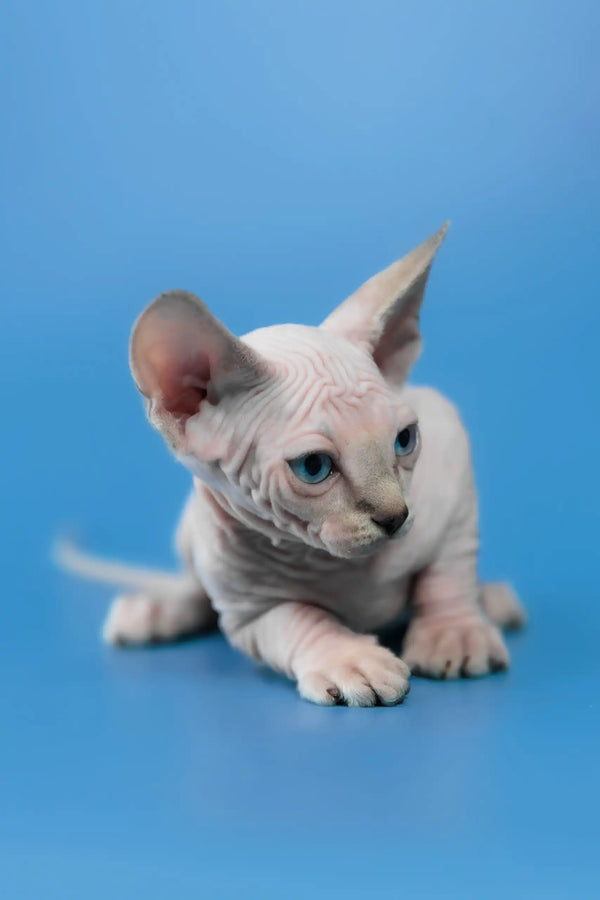 Cleopatra | canadian sphynx kitten