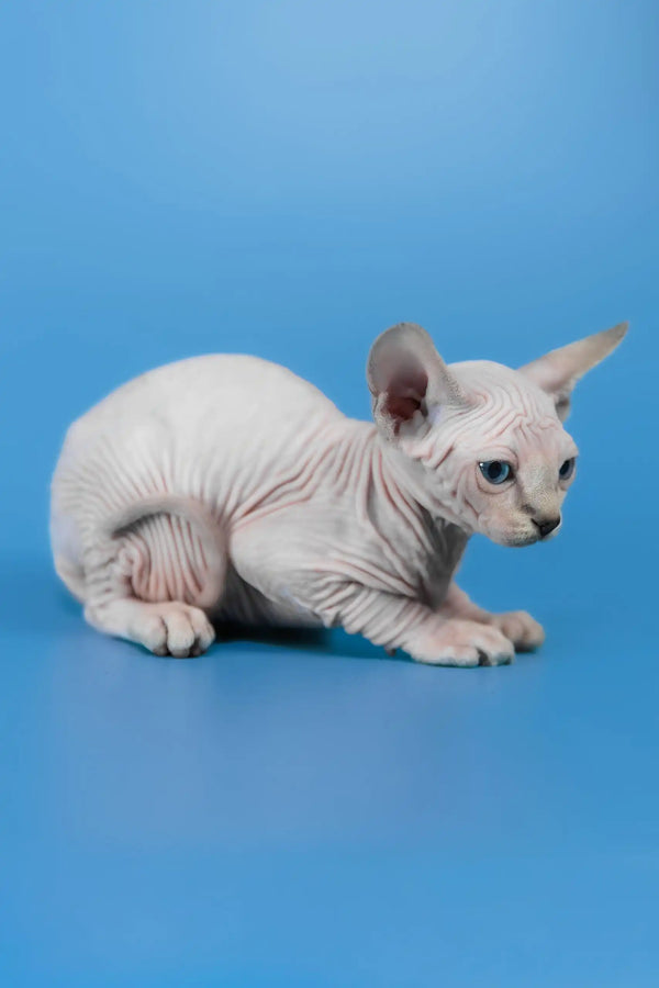 Cleopatra | canadian sphynx kitten