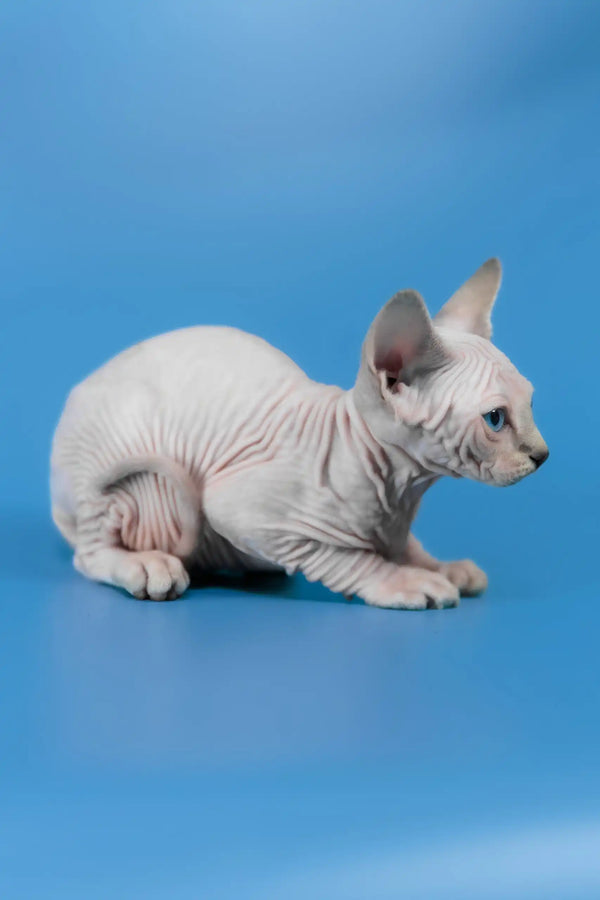 Cleopatra | canadian sphynx kitten