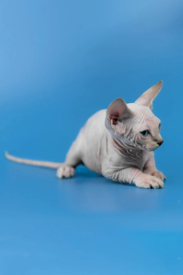Cleopatra | canadian sphynx kitten