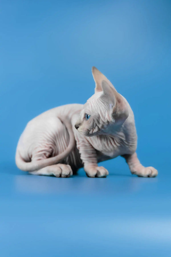 Cleopatra | canadian sphynx kitten