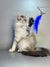 Fluffy gray Maine Coon kitten Cleopatra playing with a blue feather toy