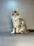 Long-haired Maine Coon kitten with prominent ears, black silver tabby, sitting upright