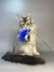 Long-haired gray and white Maine Coon kitten Cleopatra playing with a blue feather toy