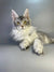 Long-haired gray and white Maine Coon kitten Cleopatra with bright yellow eyes