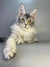 Gray and white Maine Coon kitten with green eyes and ear tufts, perfect for cat lovers