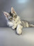 Long-haired gray and white Maine Coon kitten Cleopatra lounging with paws outstretched