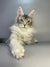 Long-haired gray and white Maine Coon kitten with bright yellow eyes