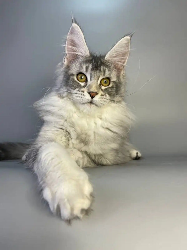 Long-haired gray and white Maine Coon kitten with bright yellow eyes
