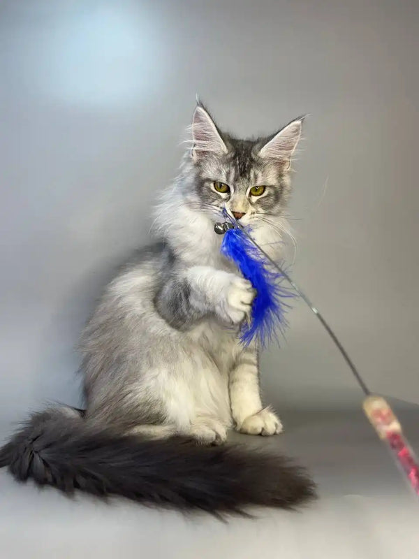 Fluffy gray and white Maine Coon kitten Cleopatra playing with a blue feather toy