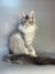 Fluffy Maine Coon kitten Cleopatra with green eyes and a bushy tail in black silver