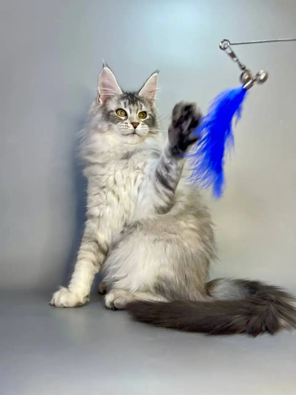 Maine Coon Kittens for Sale Cleopatra | Kitten