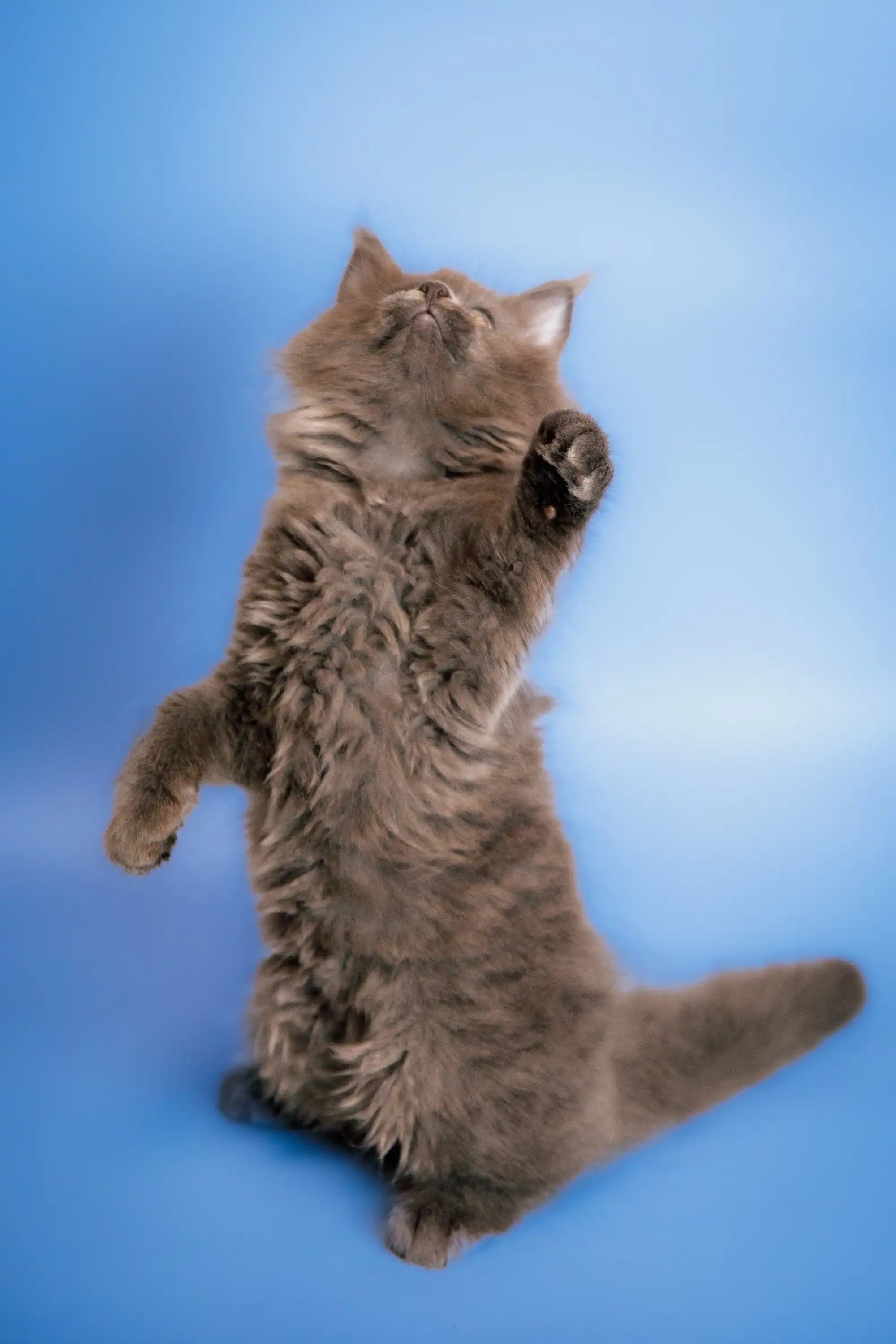 Maine Coon Kittens for Sale Cletis | Kitten