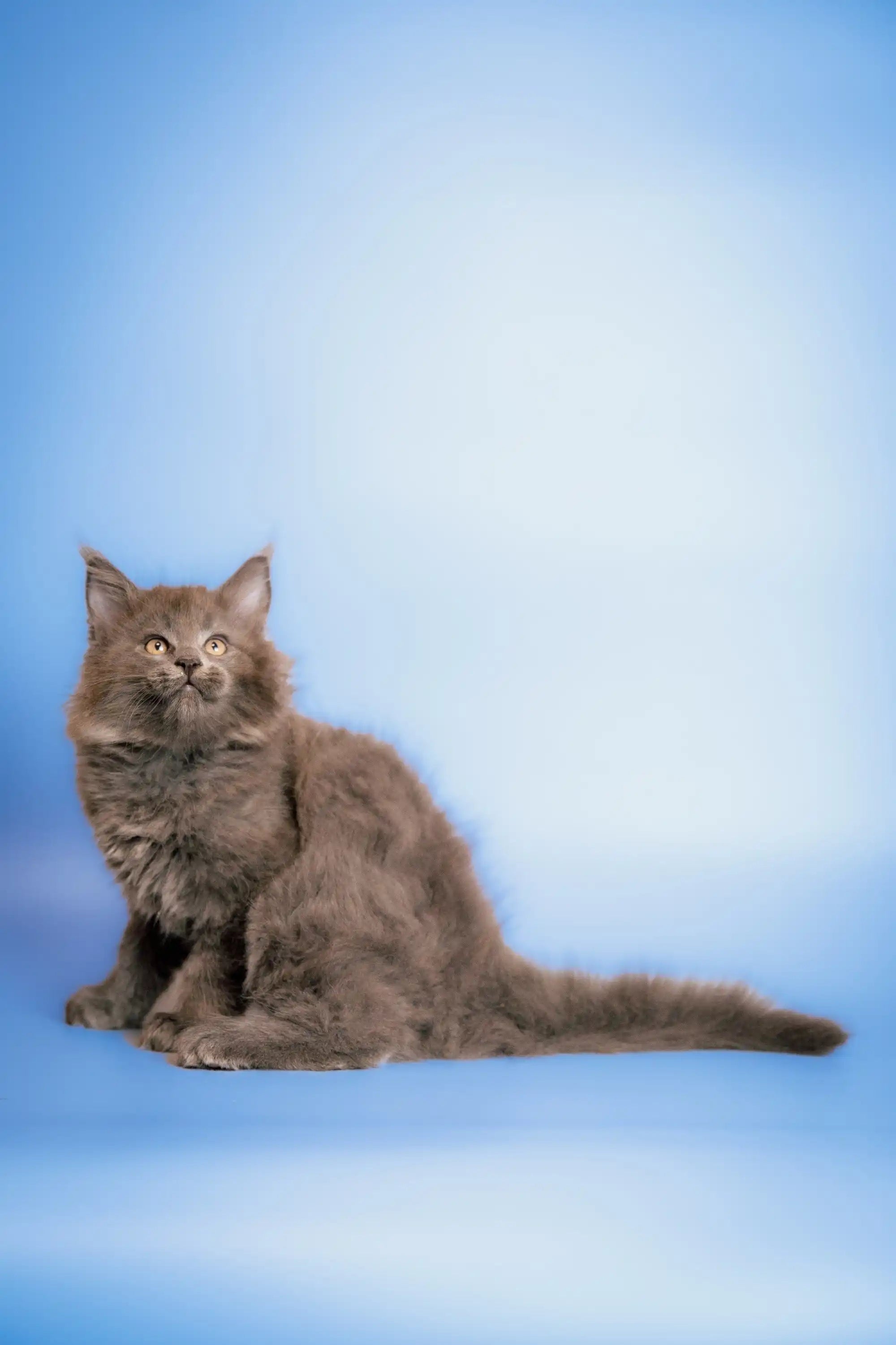 Maine Coon Kittens for Sale Cletis | Kitten
