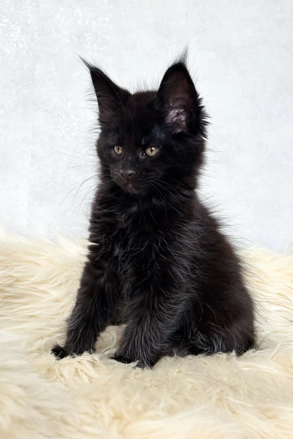 Cliff | maine coon kitten