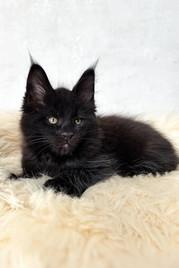 Cliff | maine coon kitten