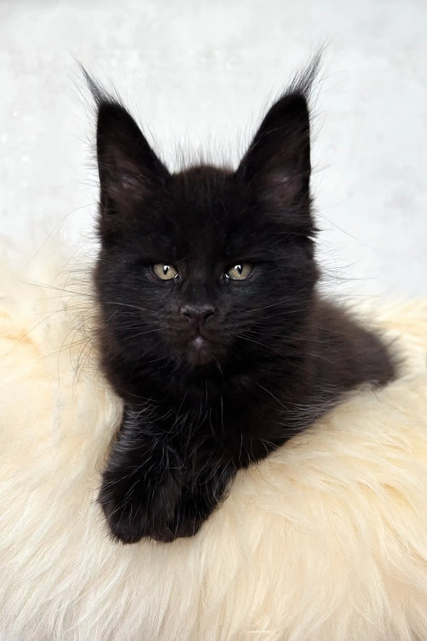 Cliff | maine coon kitten