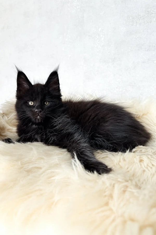 Cliff | maine coon kitten