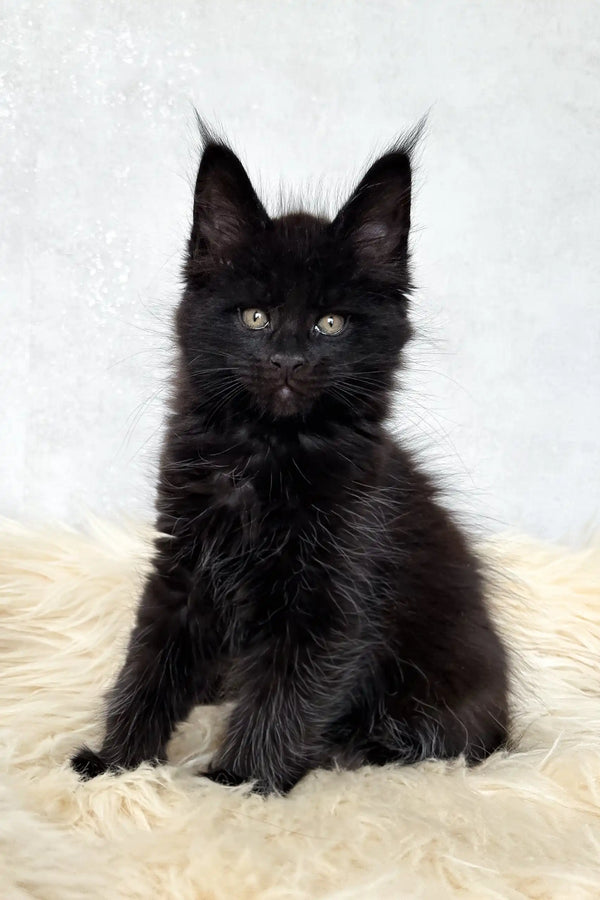 Cliff | maine coon kitten