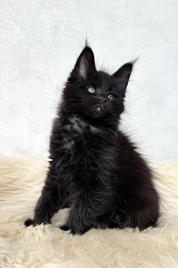 Cliff | maine coon kitten