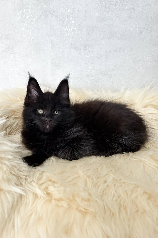 Cliff | maine coon kitten