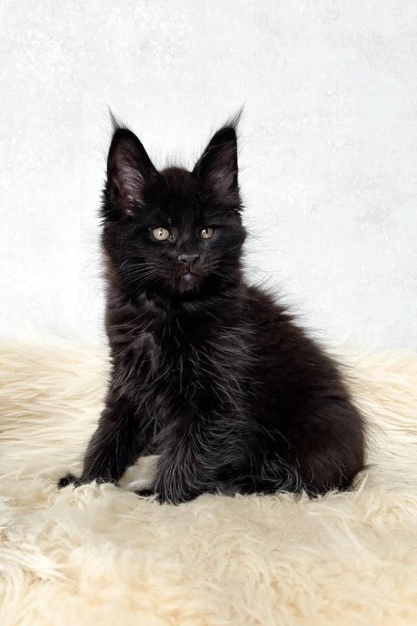 Cliff | maine coon kitten