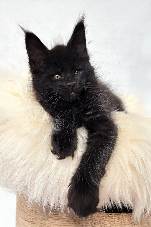 Cliff | maine coon kitten