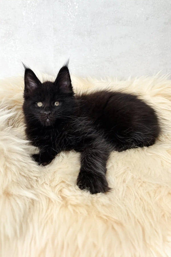 Cliff | maine coon kitten