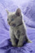 Gray Russian Blue kitten named Cliff with stunning blue eyes