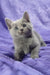 Cute gray Russian Blue kitten named Cliff with stunning blue eyes