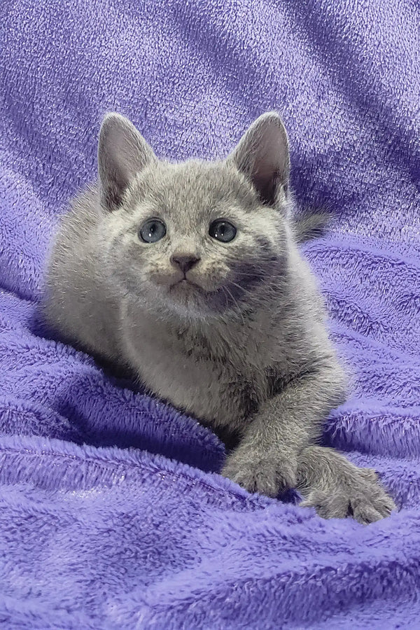 Gray Russian Blue kitten named Cliff with stunning blue eyes looking adorable