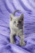 Gray Russian Blue kitten Cliff snuggled on a cozy purple blanket