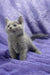 Gray Russian Blue kitten named Cliff snuggled on a cozy purple blanket